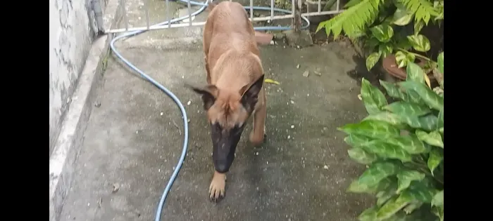 Pastor de Malinois 5 Meses ( Cartão até 12x)