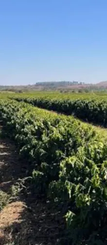 Procuro fazenda com Altitude pra palntio café ..