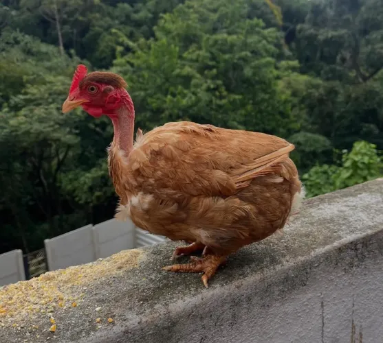 Caipira sura