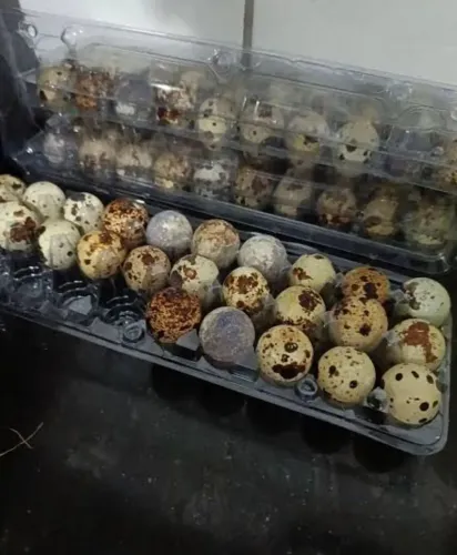 Ovos galados de codorna 