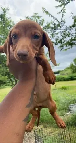 basset daschund com garantia