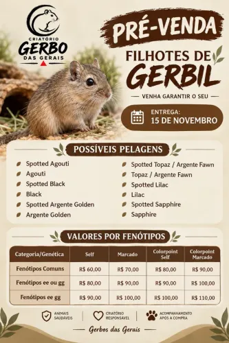 Pré venda Filhotes de Gerbil 