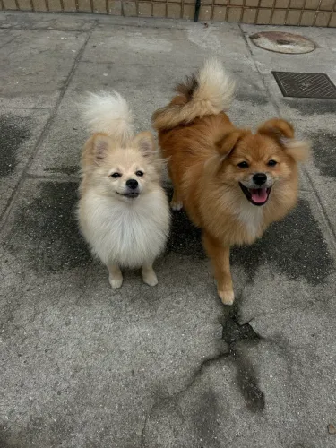 Spitz alemão fêmea