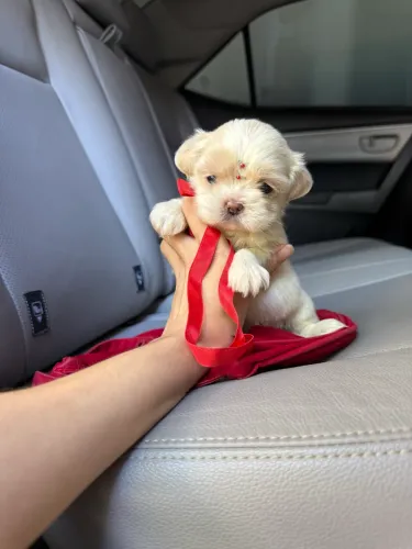 Shih tzu fêmea e macho leia o anúncio abaixo 