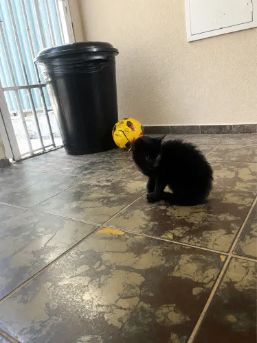 Doação de gatinho