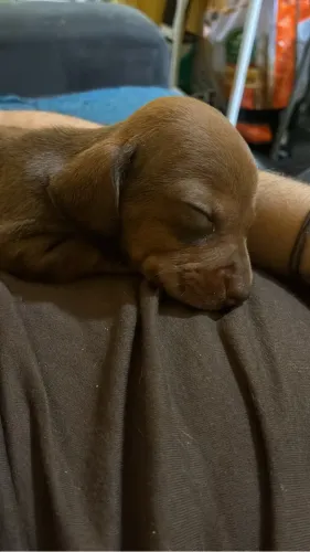 Filhotes Dachshund Kaninchen - 3 machos disponíveis ?