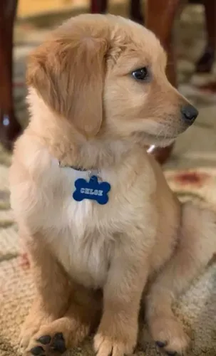 Golden retriever puro com pedigree