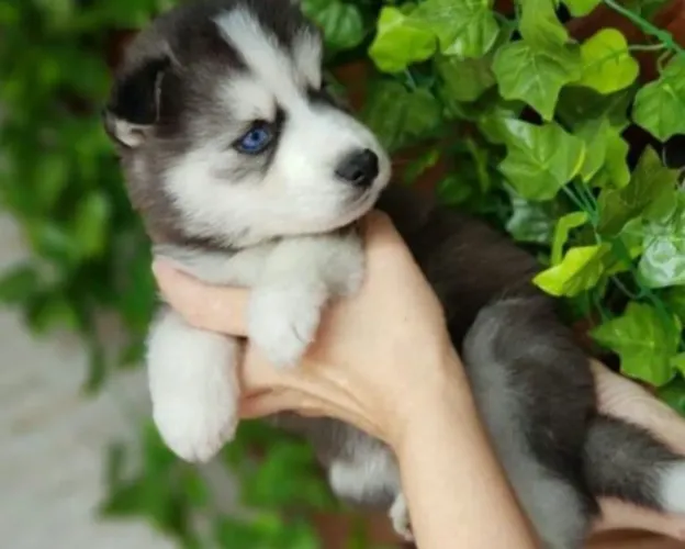 Husky Siberiano