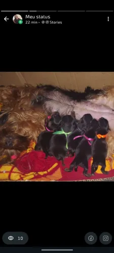 Puro amor - Yorkshire terrier 