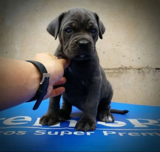 Cane corso italiano