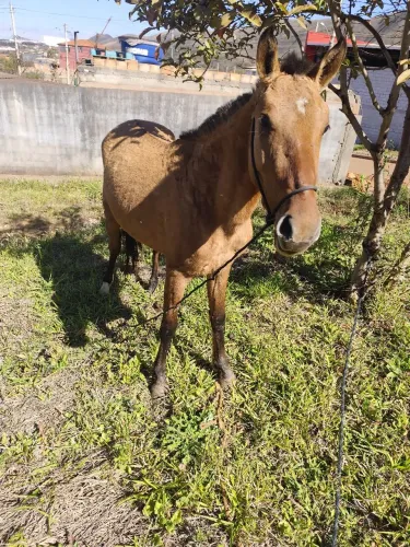 Cavalo novo, muito obediente muito bom.