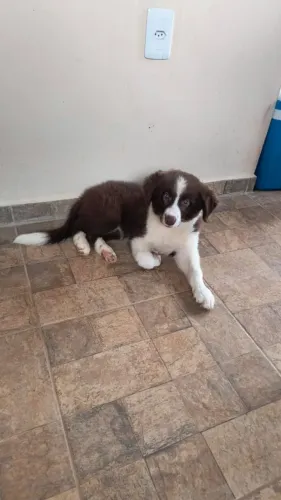 Border Collie Fêmea