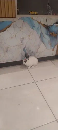 Coelha Netherland Dwarf (mini coelho anão)