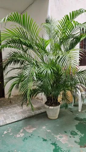 Plantas Palmeiras