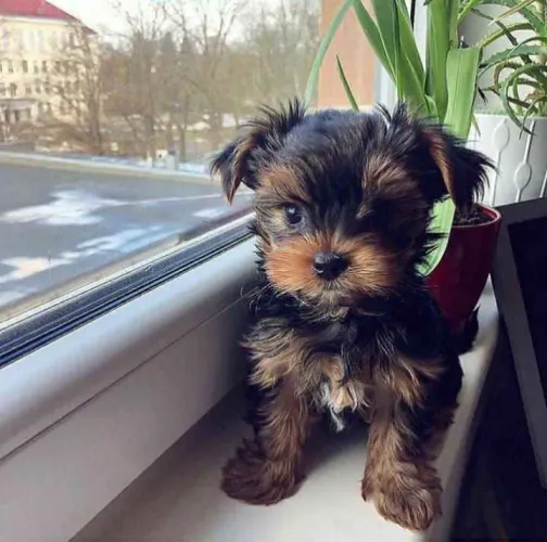 Filhote Yorkshire Terrier, Prepare-se para uma dose diária de fofura e amor!
