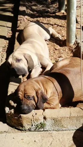 Filhotes de fila brasileiro puro