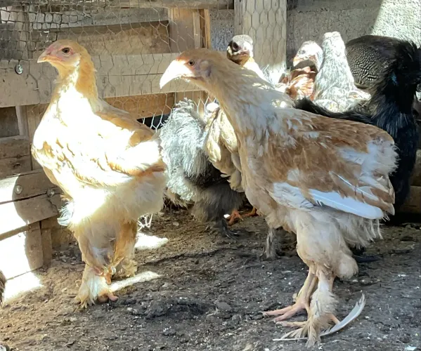 Casal de Brahma lemon frangos 