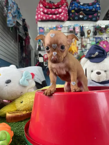 Pinscher fêmea miniatura $2.600,00