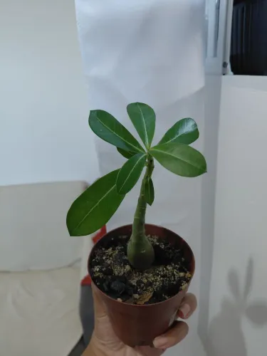 Plantas