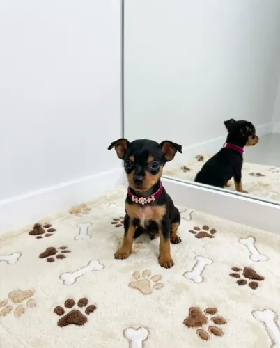 Seu Novo Companheiro Pinscher Está Aqui