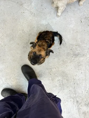 Cachorra