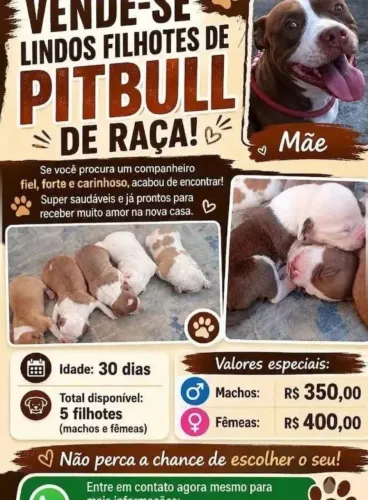 Filhotes de Pitbull disponível 350 reais