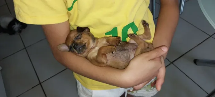 Em Marabá:Pinscher fêmea número 1 porte pequeno 