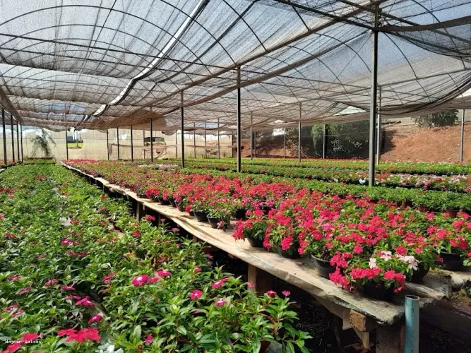 Sítio para Venda em Santo Antônio de Posse, Pirapitanqui