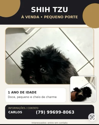 Vende uma Shih Tzu linda 