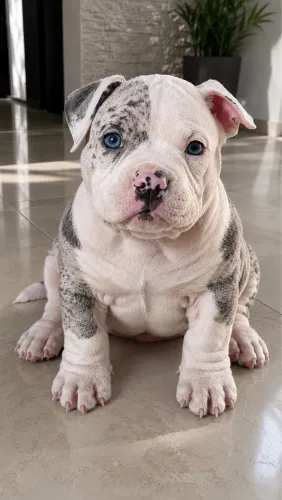 american bully c/ pedigree