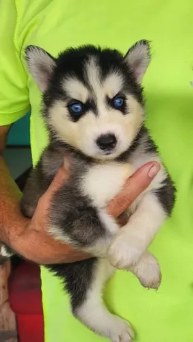 Filhote de husky siberiano