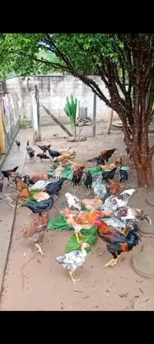 Galinha caipira e galo
