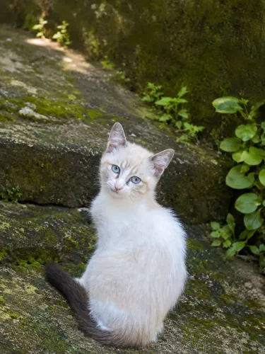 Gatinhos para adoção *93 só chamar se estiver interessado!!!