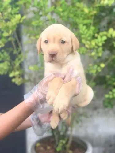 Labrador chocolate/amarelo/preto, machos e fêmeas com garantias e suportes exclusivos!
