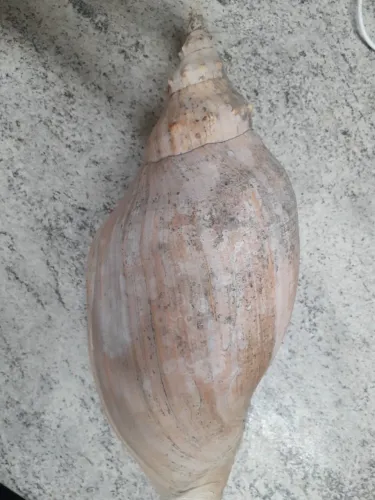 CONCHA NATURAL GIGANTE 