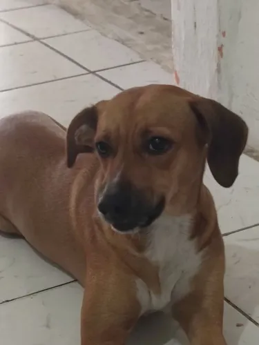 Doação de um cachorrinha