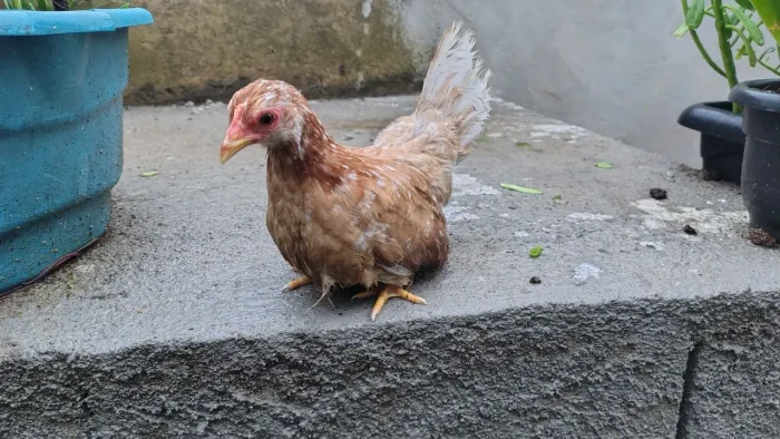 Garnizé Nagasaki - Ovos, Pintinhos e Casais Adultos