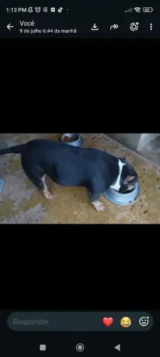 American Bully Disponível para venda