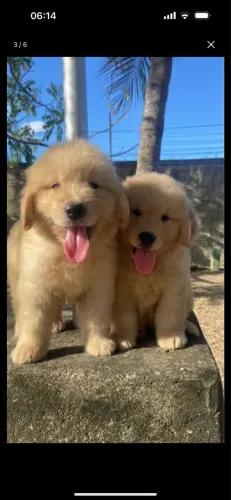 Golden retriever com pedigree 