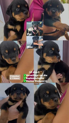 Filhote de Rotweiller