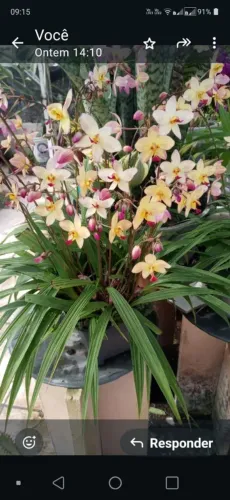 Orquidea spatoglottis kimbaliana muda