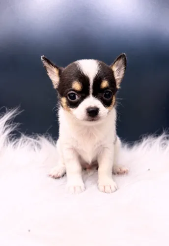 Chihuahua