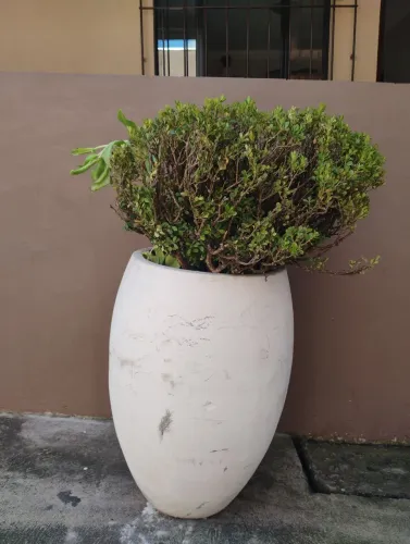 Vaso grande de cimento com planta