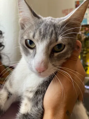 Gata para adoção 