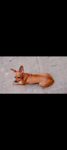 Pinscher 