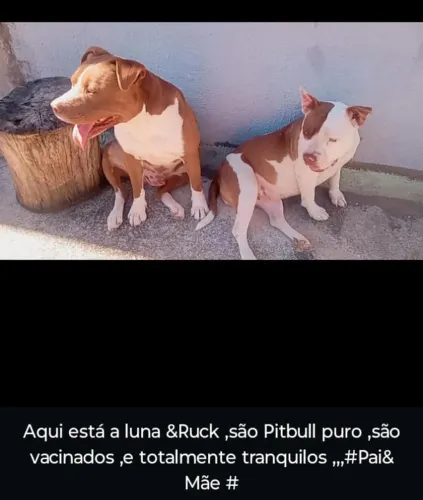 Pitbull 