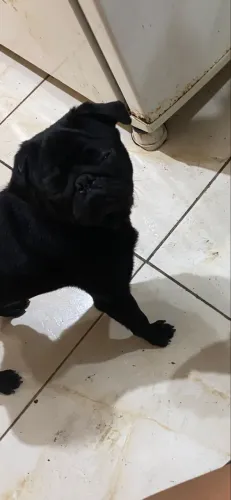 Pug para cobertura