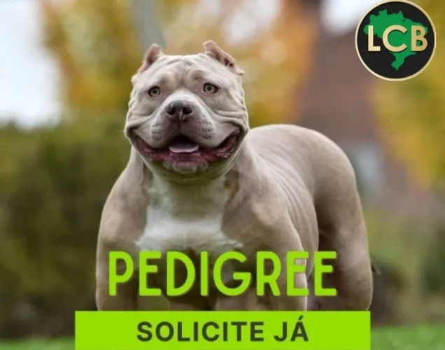 Cão de Raça Precisa ter Pedigree 