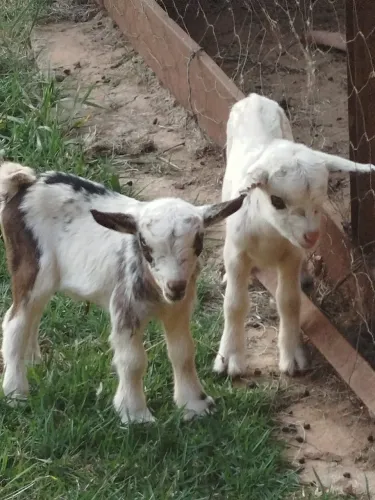 Casal de mini cabra filhote puro, lindos!