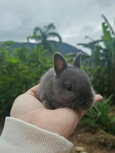 Filhotes mini coelho